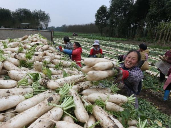 BBC Mundo: Campos de cultivos en China.