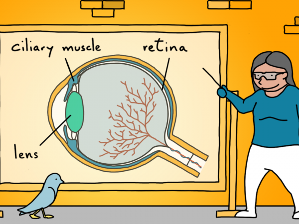 BBC Mundo: Ilustración de la estructura del ojo.