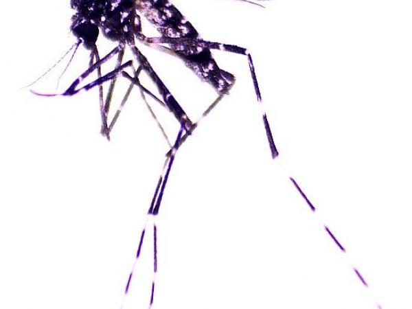 BBC Mundo: Mosquito Aedes vittatus