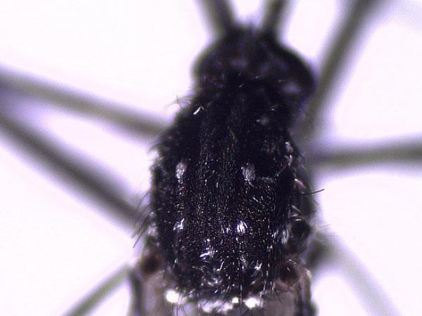BBC Mundo: Tórax de un mosquito Ae. vittatus con manchas blancas
