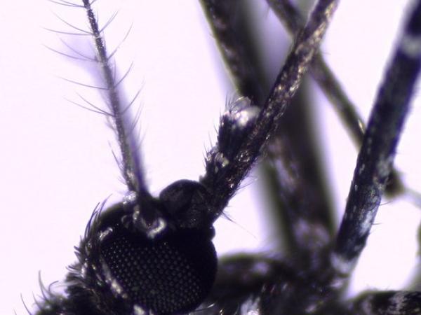 BBC Mundo: Mosquito Aedes vittatus