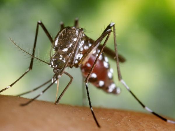 BBC Mundo: Aedes albopictus