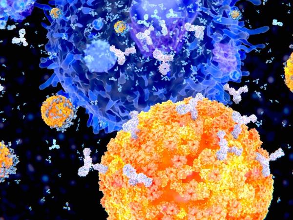 BBC Mundo: Ilustración de células plasma segregando anticuerpos para combatir un virus. of plasma cells (B-cells, orange) secreting antibodies (white) against viruses (blue).